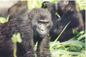 Will Selma get to visit the endangered Mountain Gorillas in Uganda?